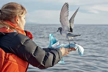 Wildlife veterinarian Micah Jensen releases a broad-billed prion of Foxton Beach