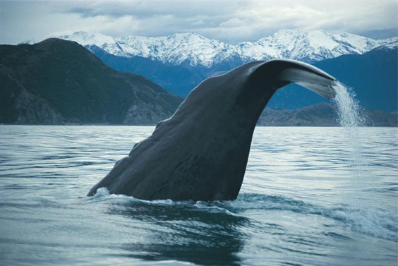 Whale Watching in Kaikoura New Zealand