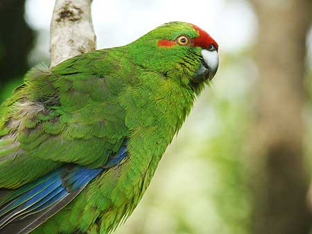 Red-crowned parakeet 