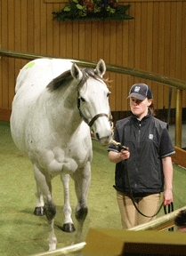  Lot 280 - The Island Storm carrying a positive test to Zabeel. 