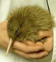 Willowbank Kiwi