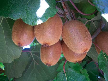Kiwifruit ready to be picked