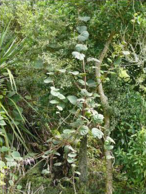 Help prevent the spread of wild kiwifruit