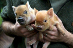 Willowbank Piglets