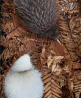 Manukura and Potiki at Pukaha Mount Bruce wildlife centre