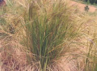 Chilean Needle Grass