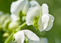 Mendel's Pea Flower Colour Gene Found