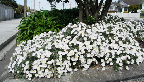 An example of textural variety and scale can be seen here in William St, Petone, where silverbush (foreground) and renga renga lily surround a pohutukawa tree.