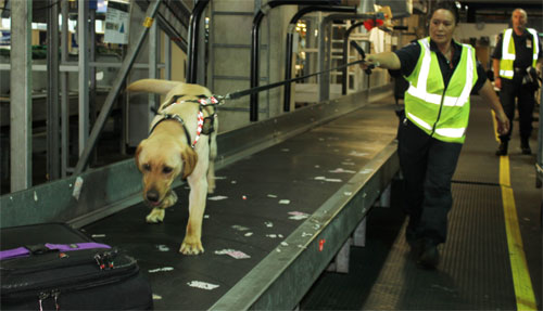 From a bleak future in the council's pound to high-flying duties at Wellington airport, the 15-month-old Labrador's prospects are really looking up.