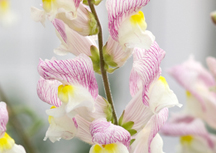 Snapdragon flowers more attractive to bees