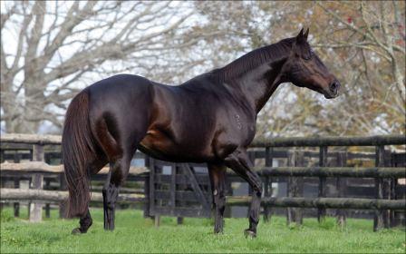 O'Reilly at Waikato Stud