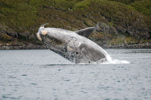 Rare southern right whale