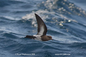 New Zealand Storm-petrel (Photo by Brent Stephenson)