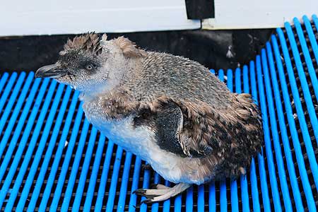 A moulting little blue penguin at the wildlife facility at Massey's Manawatu campus.