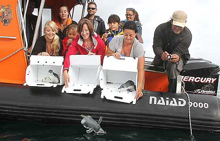 Members of the National Oiled Wildlife Response Team release the last seven penguins back into the sea near Motiti Island.