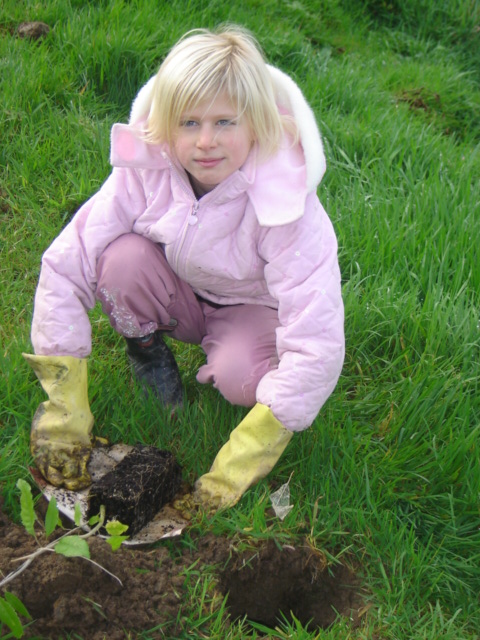 Holly Greene planting