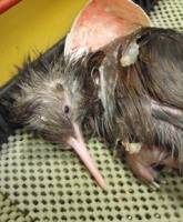 Newly hatched kiwi #1000 at Rainbow Springs