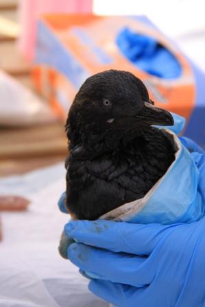 Rescued little blue penguin