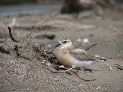 The rare New Zealand dotterel