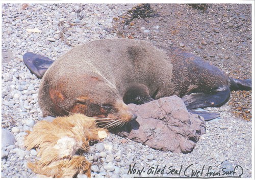 A non oiled seal - wet from the surf