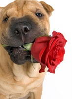 Shar Pei with a rose
