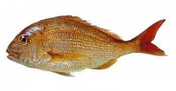 Snapper, or 'tamure' in M&#257;ori.