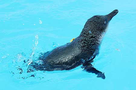 One of the oiled penguins that has been treated and  cleaned at the rehabilitation facility set up at Tauranga.
