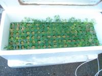Tray of trouble: A tray of cannabis plants that won't grow to cause trouble in the community.