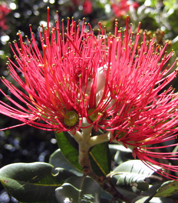 Pohutukawa flower