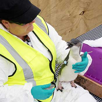 Massey wildlife technician Bridey White feeds anchovies to a little blue penguin.