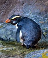 Fiordland crested penguin or tawaki nests in Milford Sound.